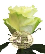 Роза из Эквадора, сорт Мондиаль (Mondial)