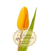  Тюльпан (Tulipa)