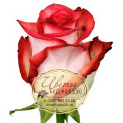 Роза из Эквадора, сорт Блаш (Blush)