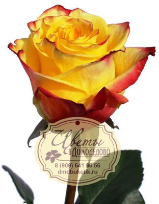 Роза из Эквадора, сорт Еллоу Мэджик (Yellow Magic)