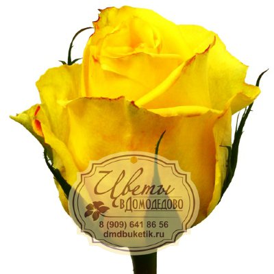 Роза из Эквадора, сорт Мохана (Mohana)                                                                             