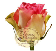 Роза из Эквадора, сорт Малибу (Malibu)