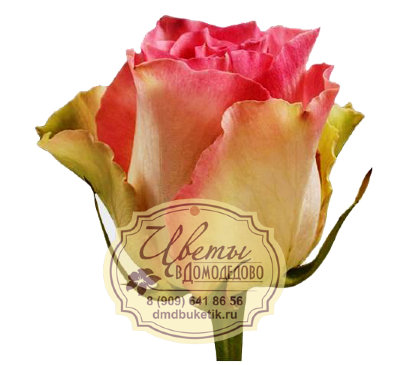 Роза из Эквадора, сорт Малибу (Malibu)