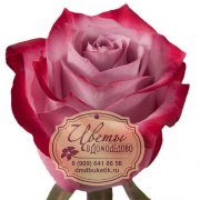 Роза из Эквадора, сорт Дип Перпл (Deep purple )