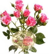 Кустовая роза, сорт Пинк Флэш (Pink Flash)