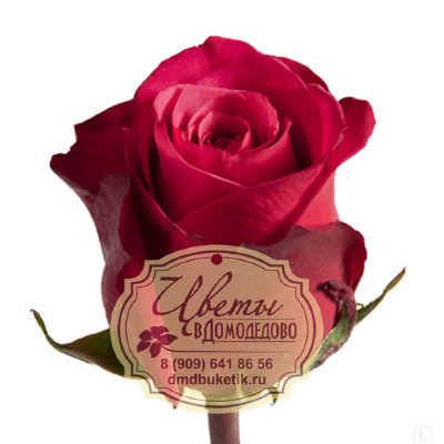Роза из Эквадора, сорт Черри О (Cherry-O)