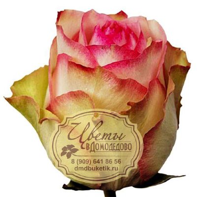 Роза из Эквадора, сорт Эсперанса ( Esperance)