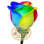 Роза из Эквадора, Радужная роза (Rainbow Rose)