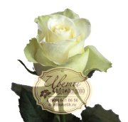 Роза из Кении, сорт Афина (Athena)