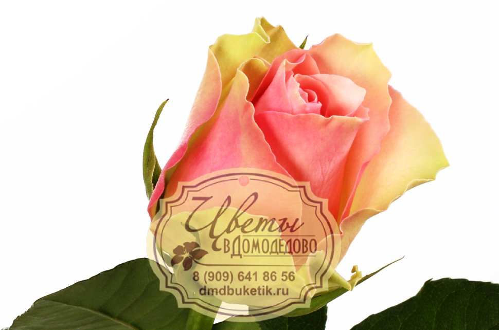 Цветы в Домодедово - заказать с доставкой