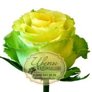 Роза из Кении, сорт Лимбо (Limbo)