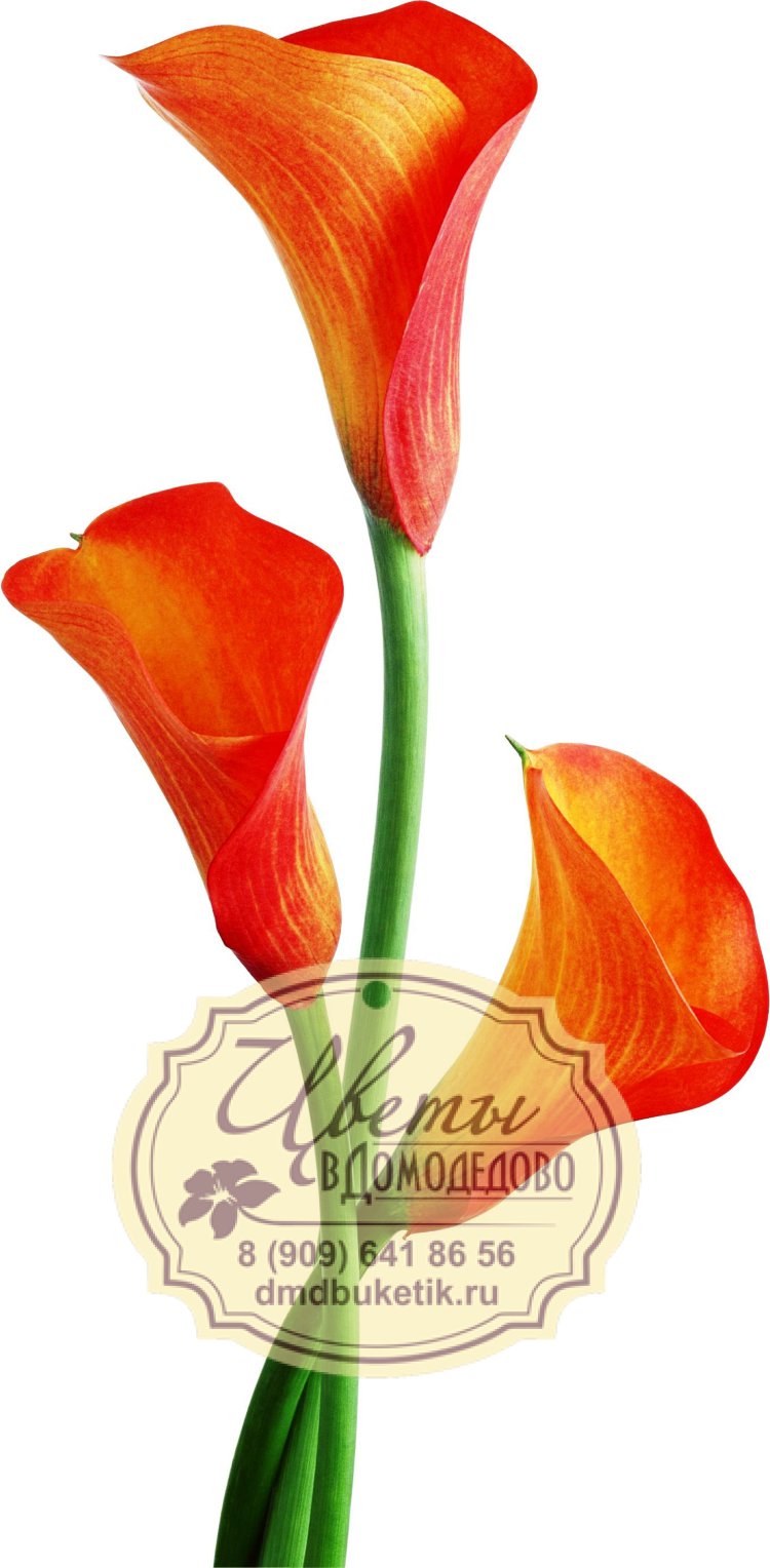 Цветы в Домодедово - заказать с доставкой | Доставка цветов и букетов ...