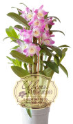 Орхидея дендробиум (Orchidea Dendrobium)